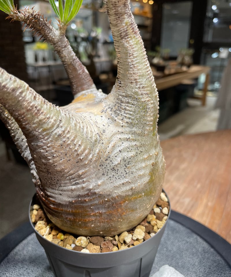 パキポディウム グラキリス Pachypodium gracilius 発根済 (gk-45