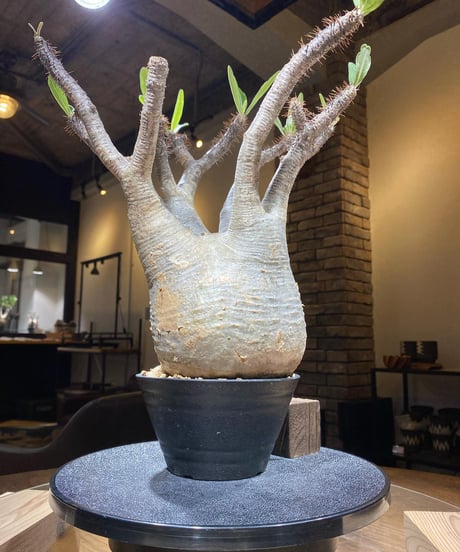 パキポディウム グラキリス　Pachypodium gracilius 　発根済　(商品番号gk-183)