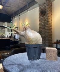 パキポディウム グラキリス　Pachypodium gracilius 　発根済　(商品番号gk-180)