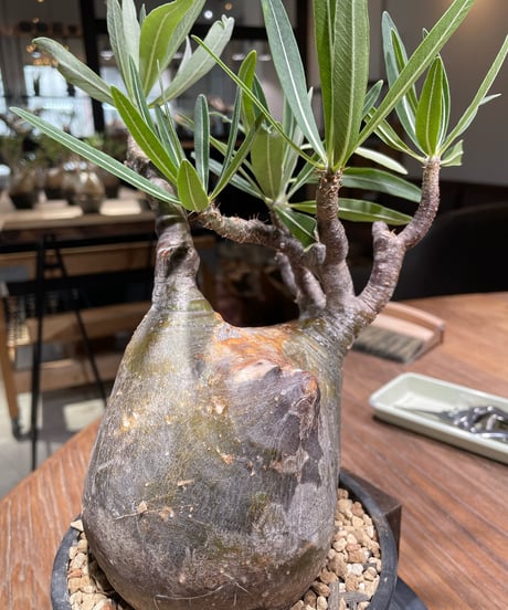 パキポディウム グラキリス　Pachypodium gracilius 　発根済　(gk-366)