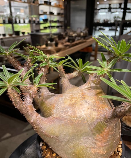 パキポディウム グラキリス　Pachypodium gracilius 　発根済　(gk-494）