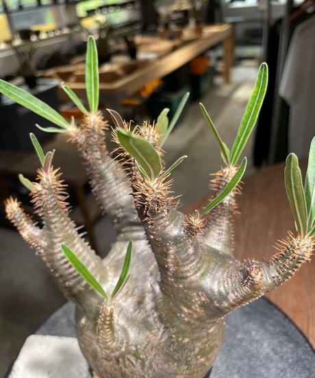 パキポディウム グラキリス　Pachypodium gracilius 　発根済　(gk-529)