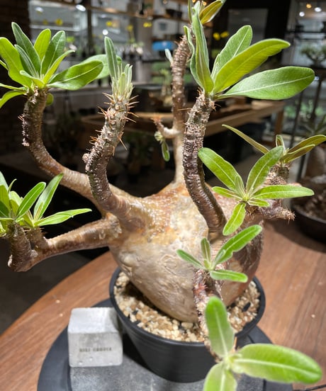 パキポディウム グラキリス　Pachypodium gracilius 　発根済　(gk-464)