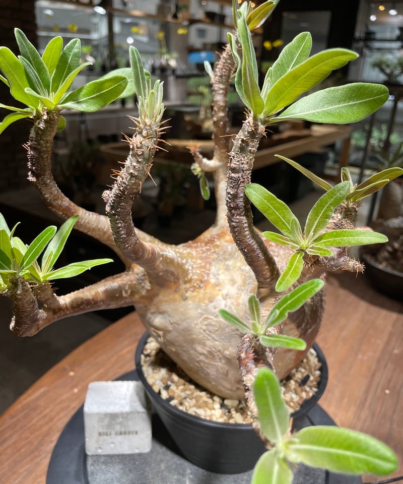 パキポディウム グラキリス Pachypodium gracilius 発根済 (gk-46