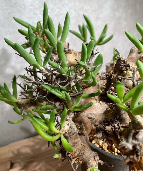 チレコドン レティキュラータス　Tylecodon reticulatus　万物想 　発根済　(商品番号cr-12valiem)VALIEM 　BLOCK　sizeM　(VALIEM巾着、タグ付き)