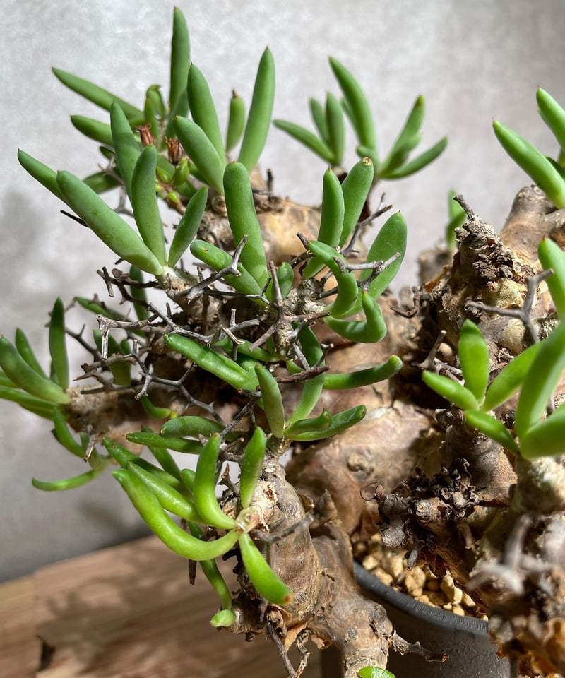 チレコドン レティキュラータス Tylecodon reticulatus 万物想 チレコドン レティキュラータス Tylecodon reticulatus 万物想
