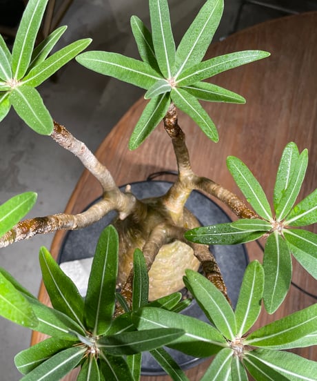 パキポディウム グラキリス　Pachypodium gracilius 　発根済　(gk-319)