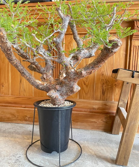 コミフォラ モンストローサ /Commiphora monstrosa　発根済　(商品番号mr-15)