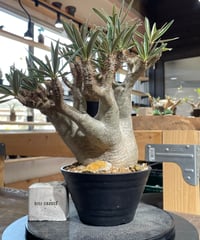 パキポディウム グラキリス　Pachypodium gracilius 　発根済　(gk-424）