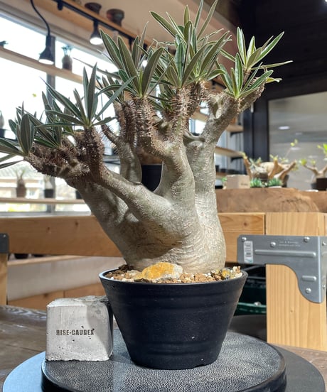 パキポディウム グラキリス　Pachypodium gracilius 　発根済　(gk-424）