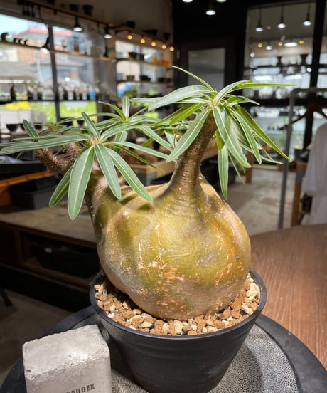 パキポディウム グラキリス　Pachypodium gracilius 　発根済　(gk-492）