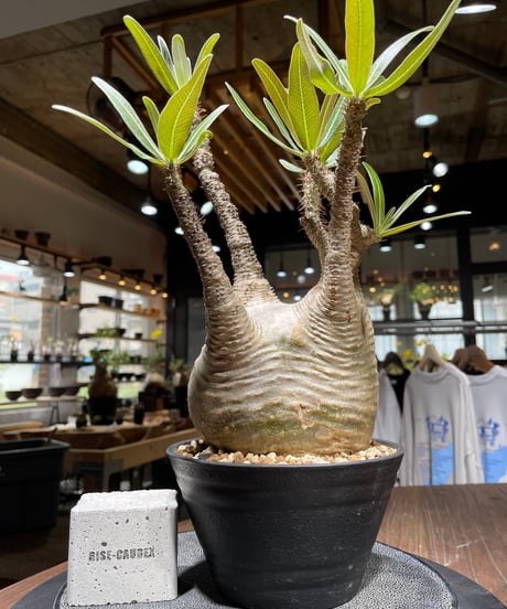 パキポディウム　グラキリス パキポディウム グラキリス-PG241 | Supervoid Caudex