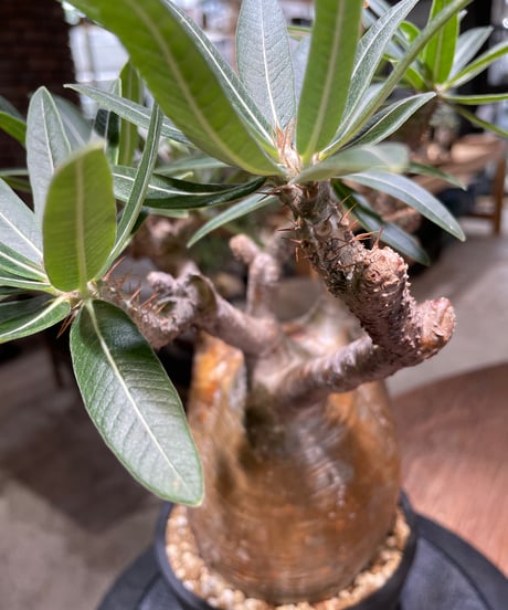 パキポディウム グラキリス　Pachypodium gracilius 　発根済　(gk-478)