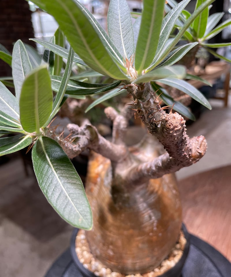 パキポディウム グラキリス Pachypodium gracilius 発根済 (gk-47