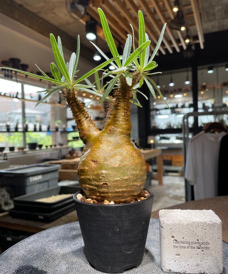 パキポディウム グラキリス　Pachypodium gracilius 　発根済　(gk-521）