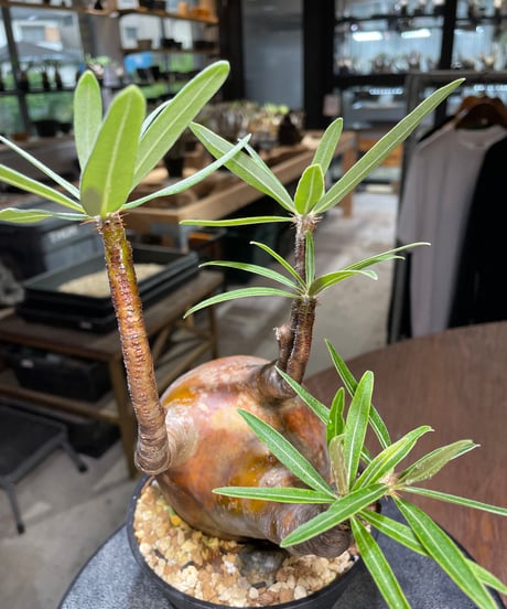 パキポディウム グラキリス　Pachypodium gracilius 　発根済　(gk-523）