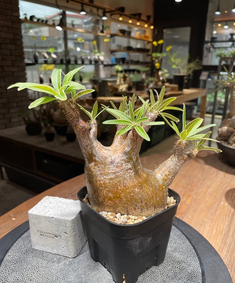 パキポディウム グラキリス　Pachypodium gracilius 　発根済　(gk-421)