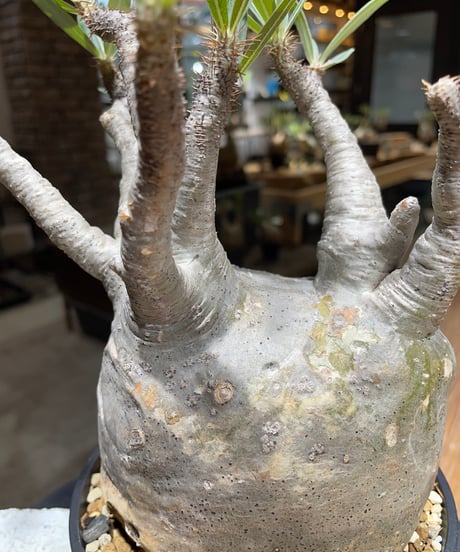 パキポディウム グラキリス　Pachypodium gracilius 　発根済　(gk-454）