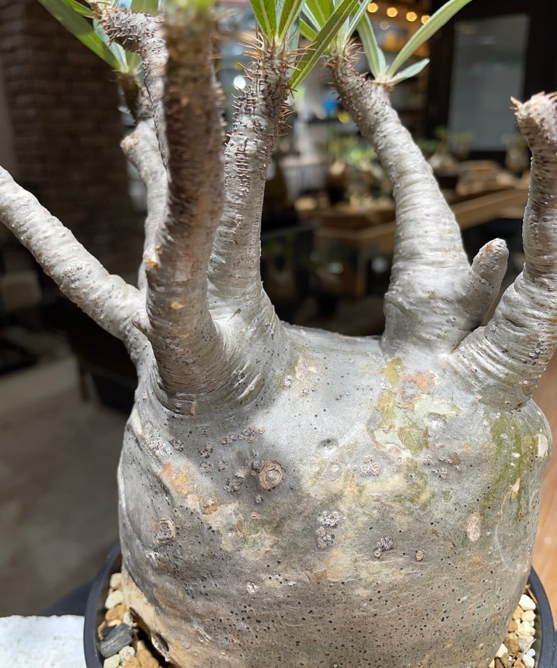 パキポディウム グラキリス Pachypodium gracilius 発根済 (gk-45