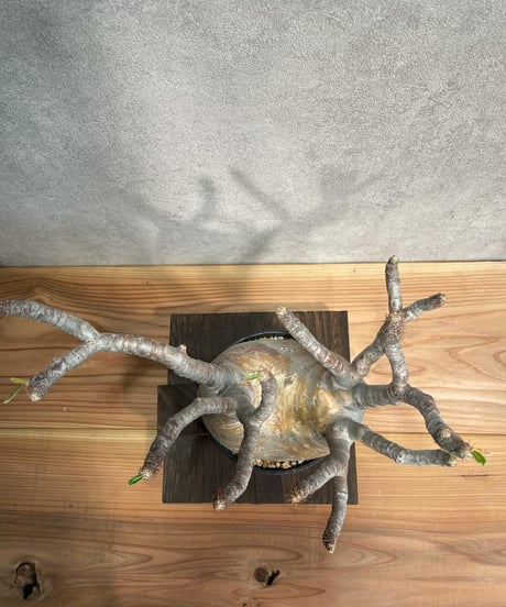 パキポディウム グラキリス　Pachypodium gracilius 　発根済(塊根幅10～14ｃｍ)　(商品番号gk-18)