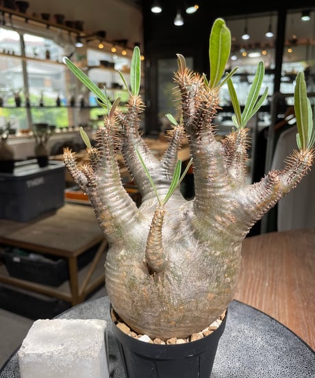 パキポディウム グラキリス　Pachypodium gracilius 　発根済　(gk-529)