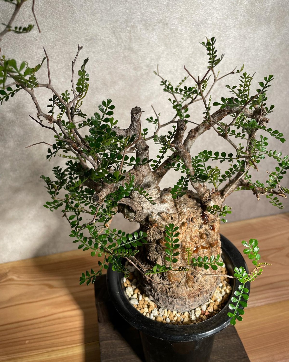 長*昭様 100粒種オペルクリカリア パキプスOperculicarya pac オペルクリカリア パキプス／Operculicarya pachypus 発根済