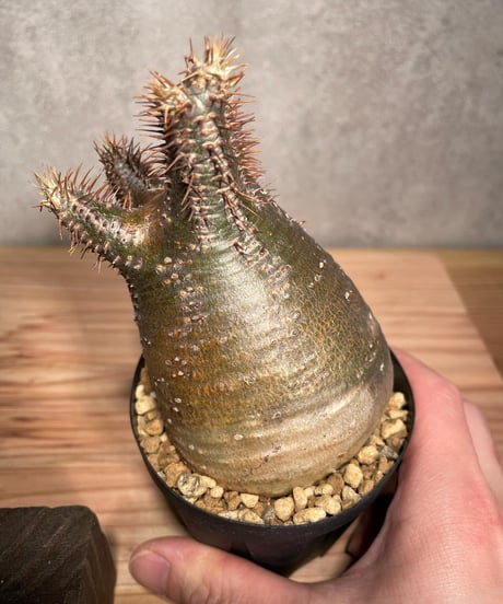 パキポディウム グラキリス　Pachypodium gracilius 　発根済　(商品番号gk-34)