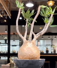 パキポディウム グラキリス 多頭 Pachypodium gracilius 発根済 (gk