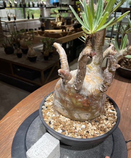 パキポディウム グラキリス　Pachypodium gracilius 　発根済　(gk-463)