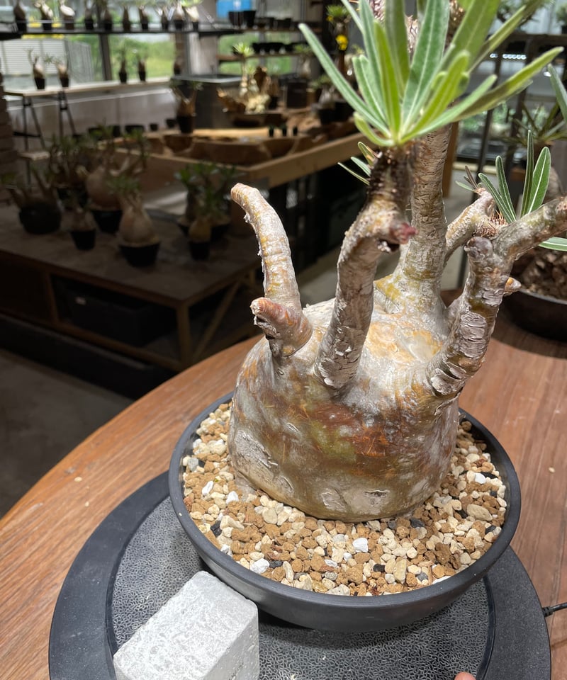 パキポディウム グラキリス Pachypodium gracilius 発根済 (gk-46