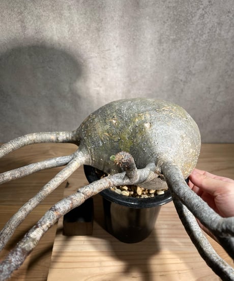 パキポディウム グラキリス　Pachypodium gracilius 　発根済　(商品番号gk-90)