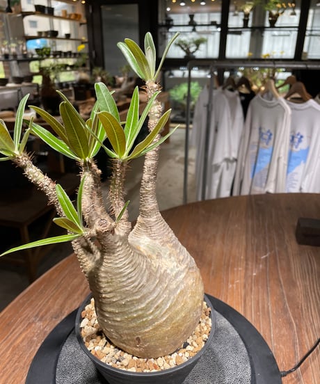 パキポディウム グラキリス　Pachypodium gracilius 　発根済　(gk-441）
