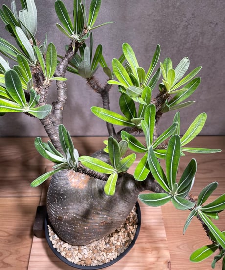 パキポディウム グラキリス　Pachypodium gracilius 　発根済　(商品番号gk-75)