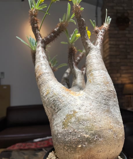 パキポディム グラキリス　Pachypodium gracilius 　発根済　(gk-205)