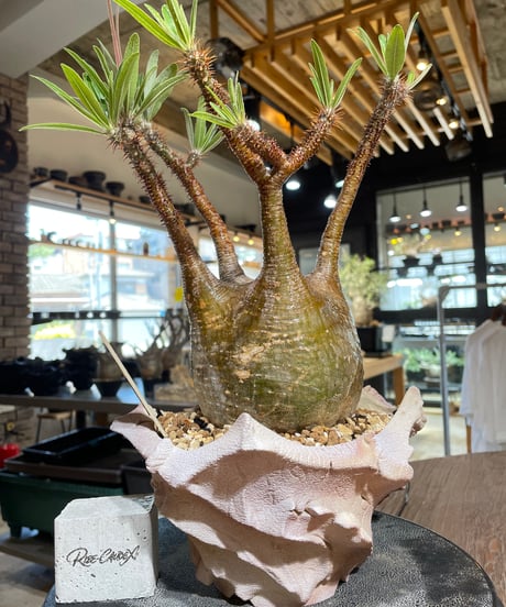 パキポディウム グラキリス　Pachypodium gracilius 　発根済　(gk-547)（鉢：RAVOR　M）
