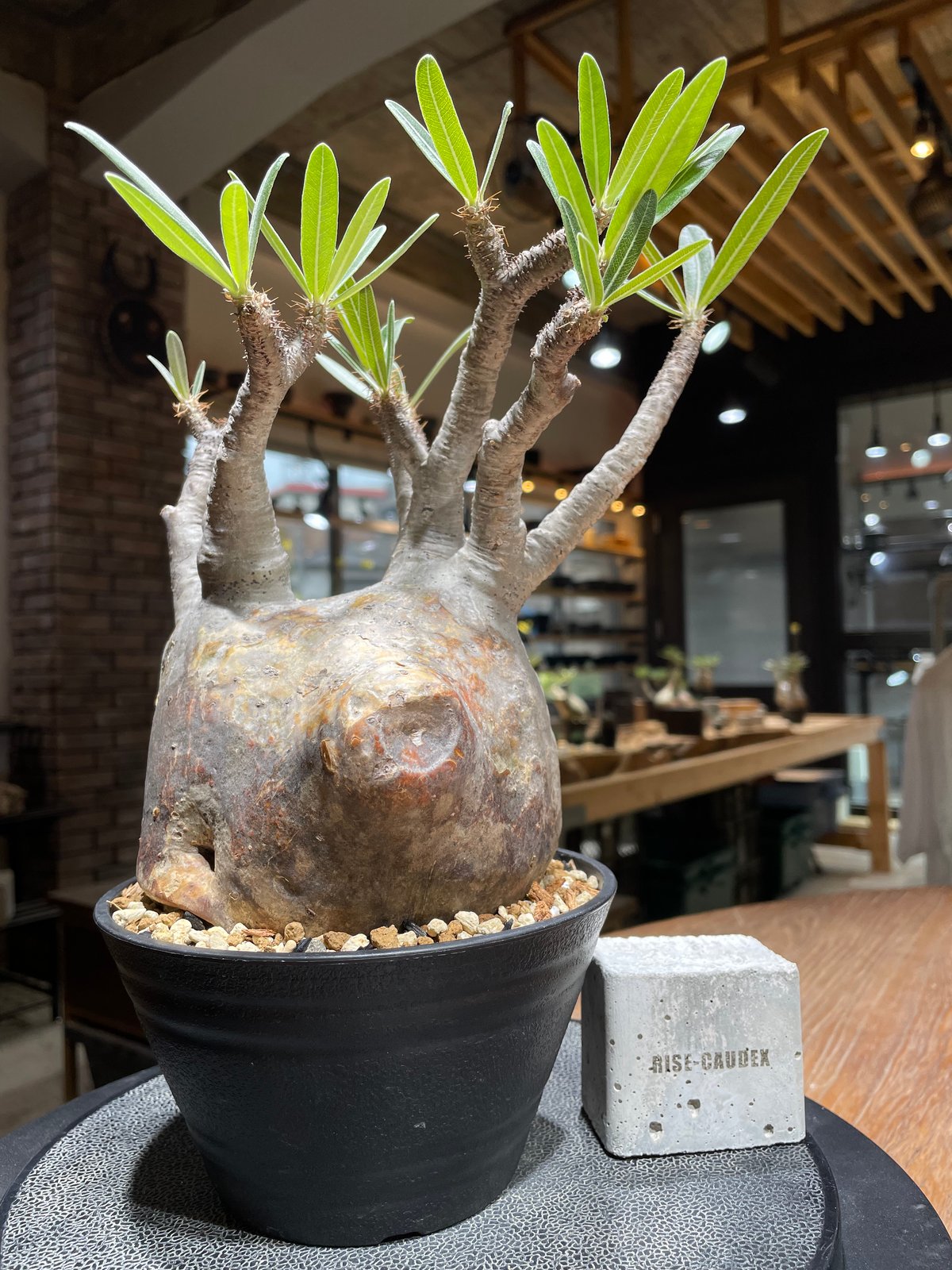 パキポディウム グラキリス Pachypodium gracilius 発根済 (gk-45