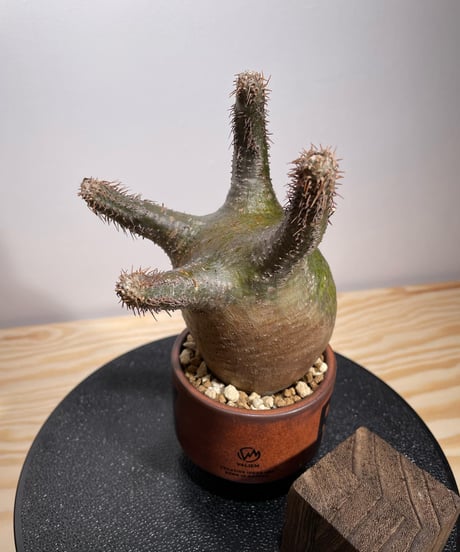パキポディウム グラキリス　Pachypodium gracilius 　発根済　(商品番号gk-130valiem)VALIEM  (VALIEMタグ、巾着袋付き)