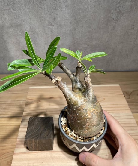 パキポディウム グラキリス　Pachypodium gracilius 　発根済　(商品番号gk-80valiem)  VALIEM 　(VALIEMタグ付き)