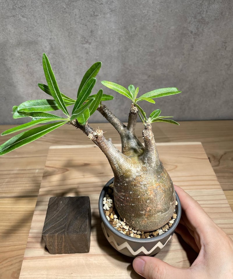 パキポディウム グラキリス Pachypodium gracilius 発根済 (商品 パキポディウム グラキリス Pachypodium gracilius 発根済 (商品