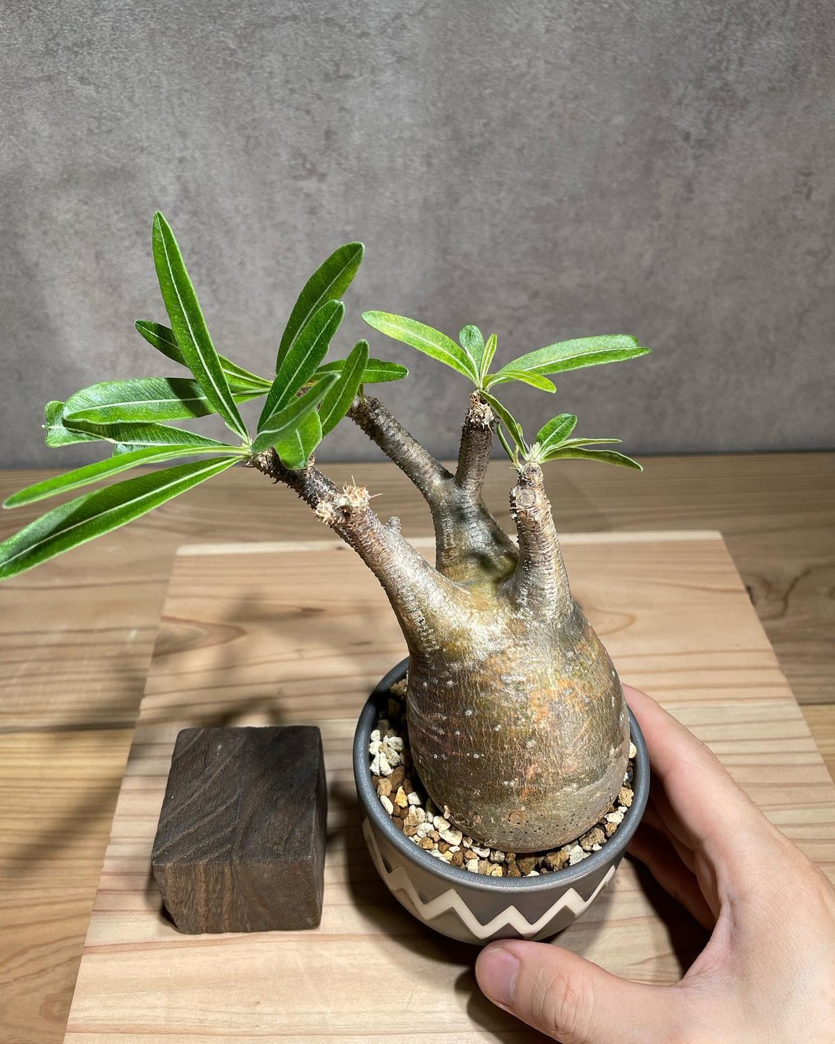 パキポディウム グラキリス Pachypodium gracilius 発根済 (商品番号g