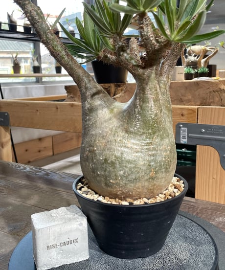 パキポディウム グラキリス　Pachypodium gracilius 　発根済　(gk-429)