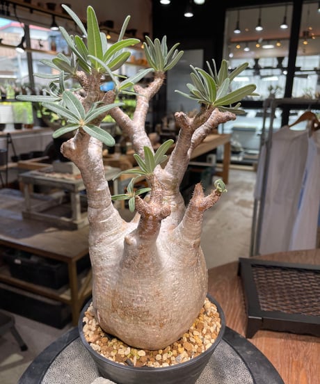 パキポディウム グラキリス　Pachypodium gracilius 　発根済　(gk-498）