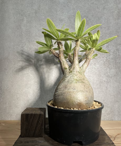 パキポディウム グラキリス　Pachypodium gracilius 　発根済　(商品番号gk-24)