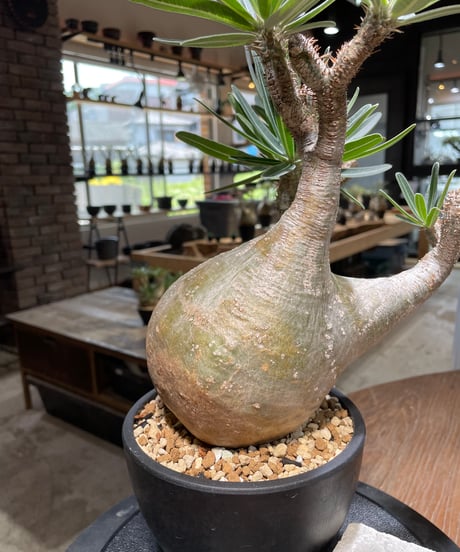パキポディウム グラキリス　Pachypodium gracilius 　発根済　(gk-479)