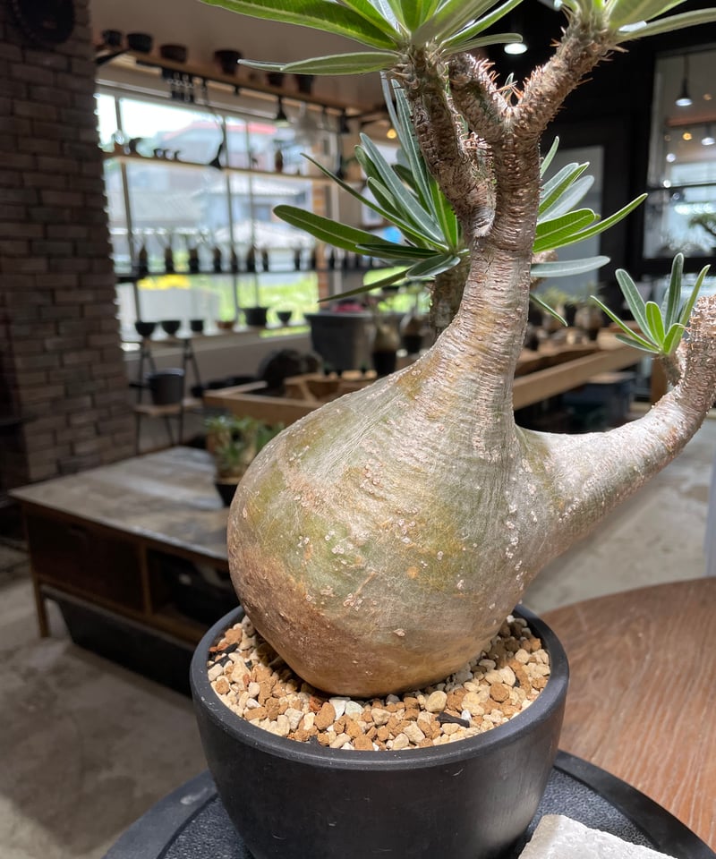 パキポディウム グラキリス Pachypodium gracilius 発根済 (gk-47