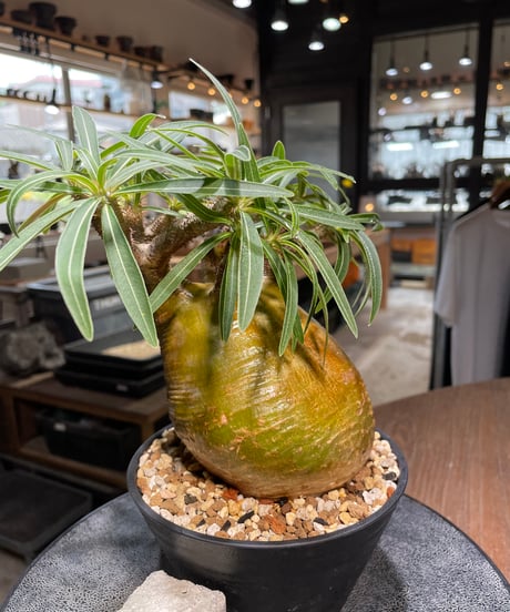 パキポディウム グラキリス　Pachypodium gracilius 　発根済　(gk-281)