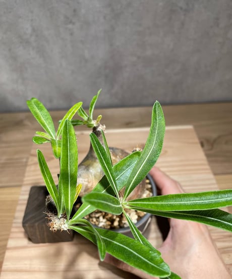 パキポディウム グラキリス　Pachypodium gracilius 　発根済　(商品番号gk-80valiem)  VALIEM 　(VALIEMタグ付き)