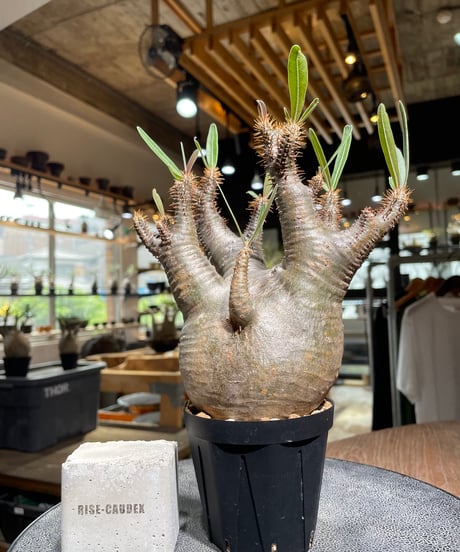 パキポディウム グラキリス　Pachypodium gracilius 　発根済　(gk-529)