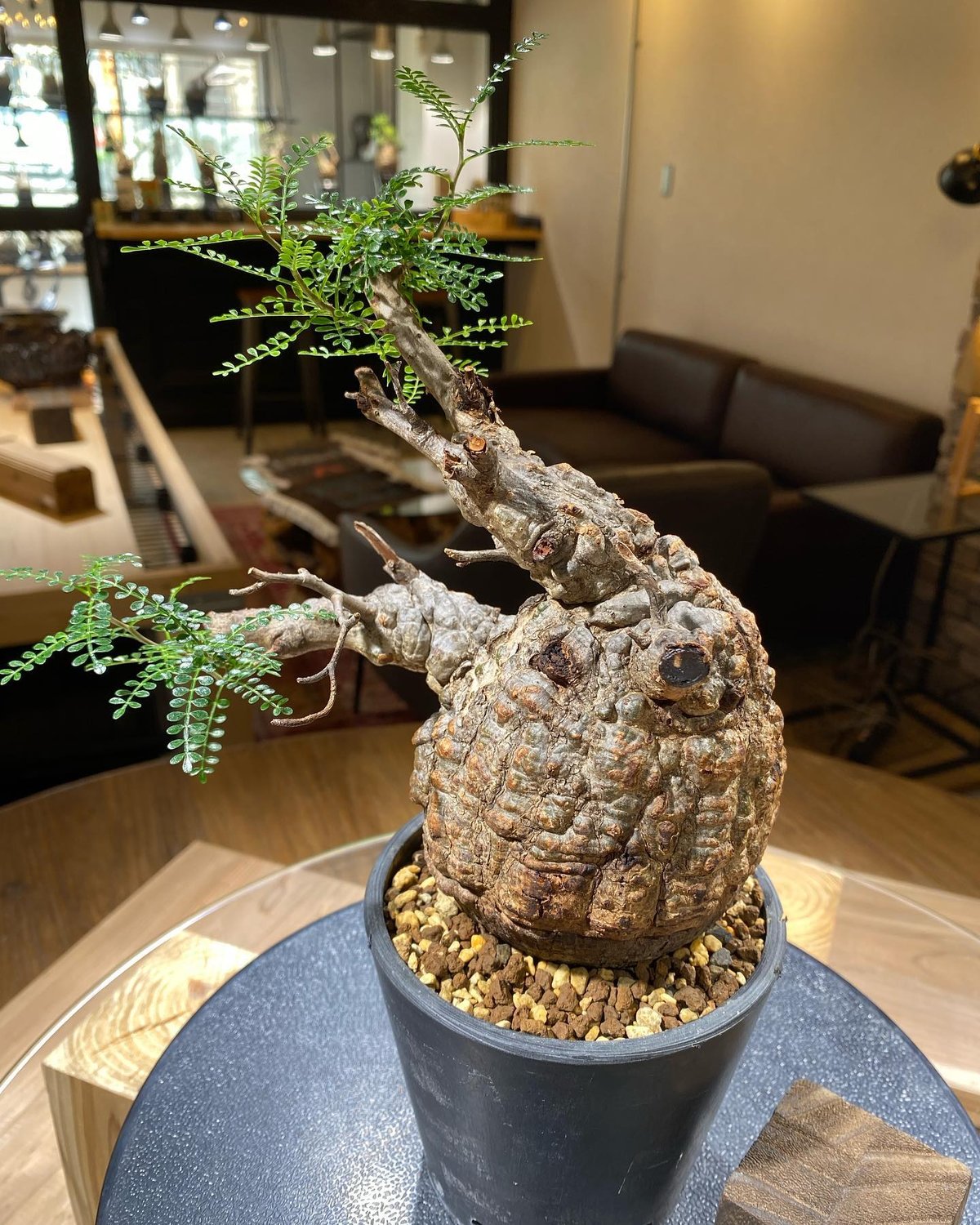 オペルクリカリア パキプス／Operculicarya pachypus 発根済 (商品番号P