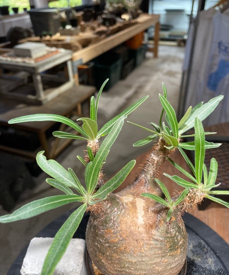 パキポディウム グラキリス　Pachypodium gracilius 　発根済　(gk-505valiem）